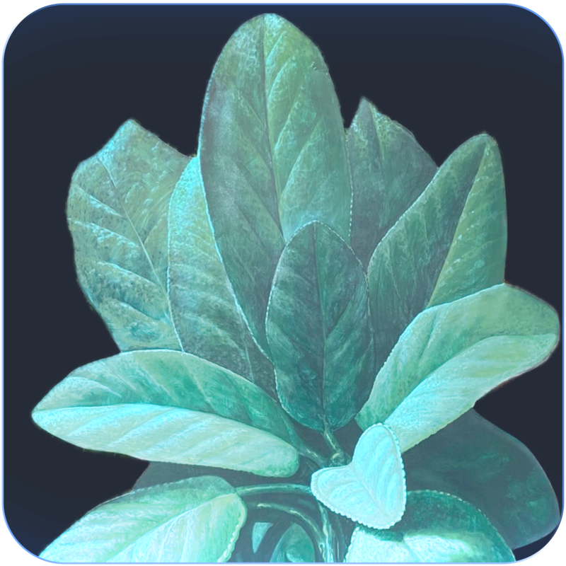 Germoglio - Vanni Cuoghi