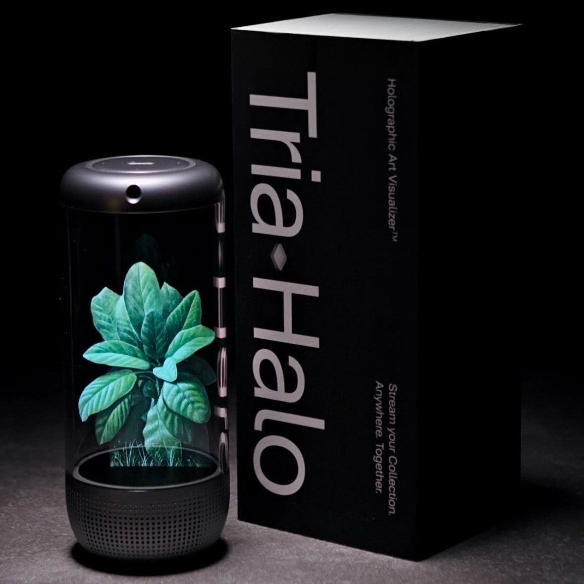 Germoglio - Vanni Cuoghi